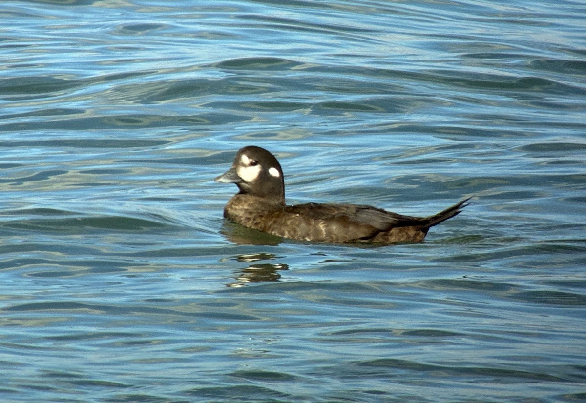 Harlequin Duck - ML645480286