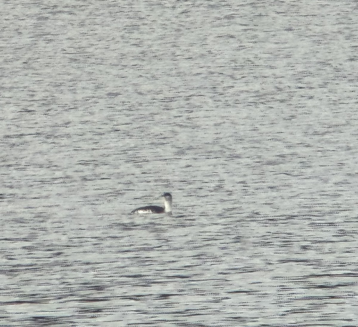 Red-throated Loon - ML645480288