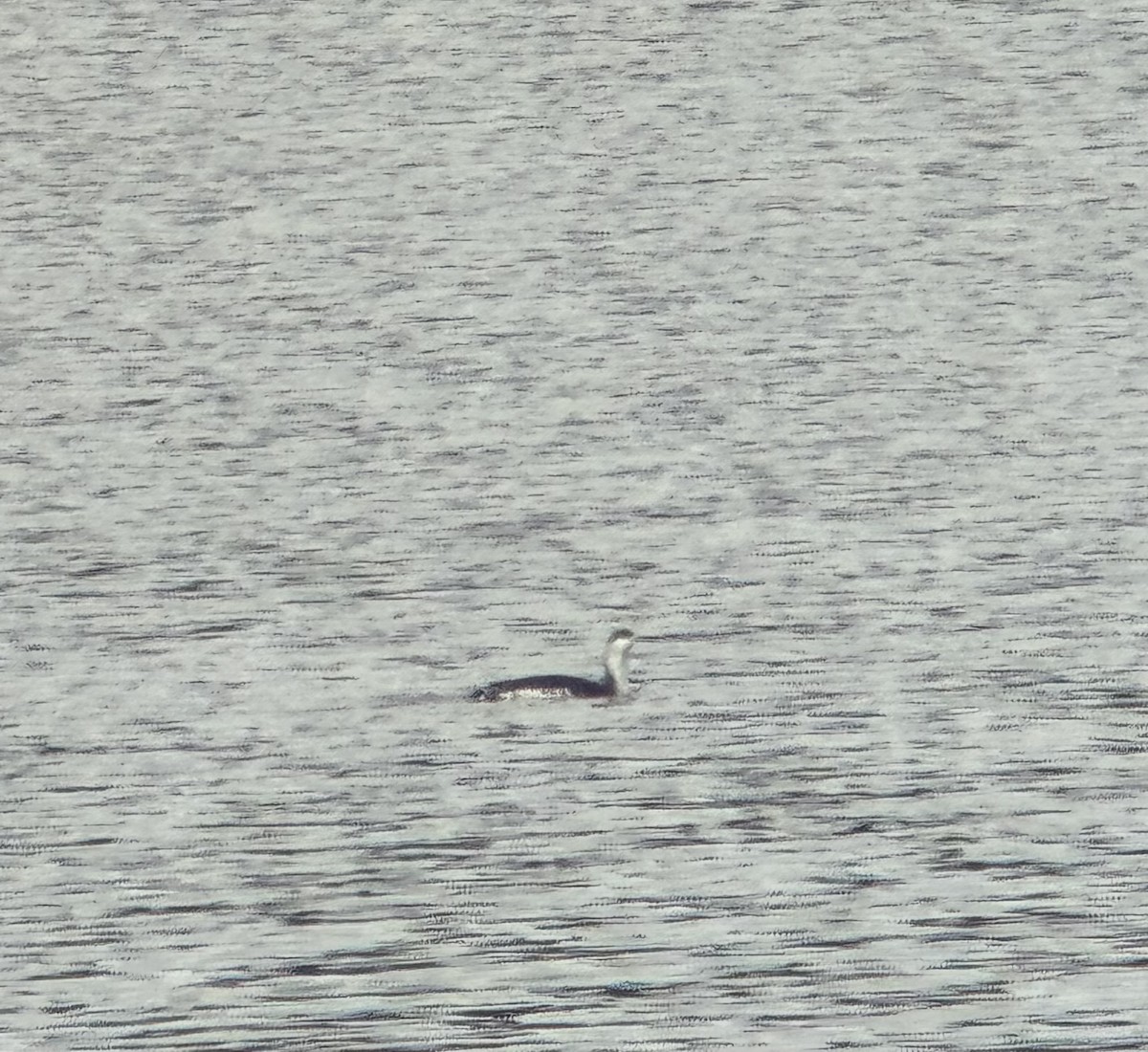 Red-throated Loon - ML645480289