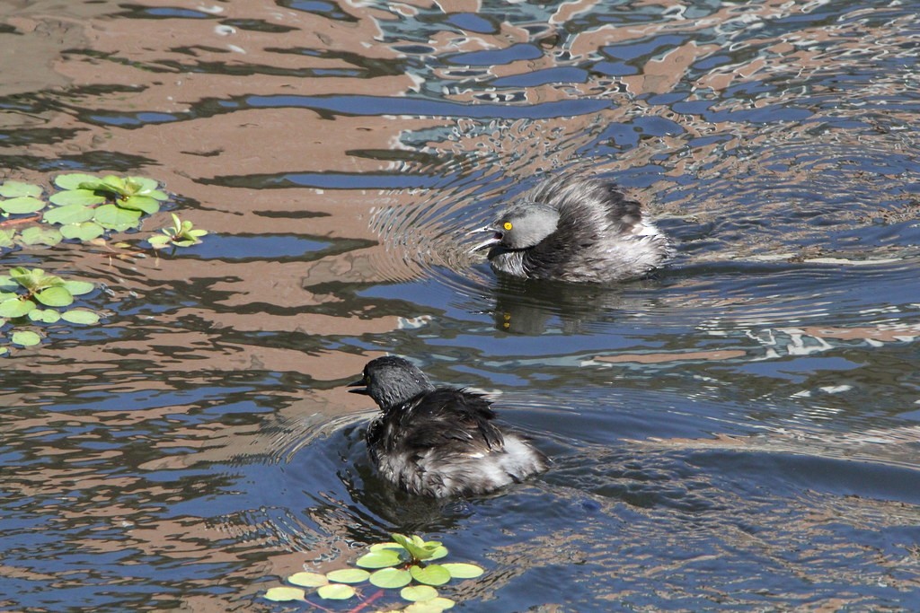 Least Grebe - ML645480297