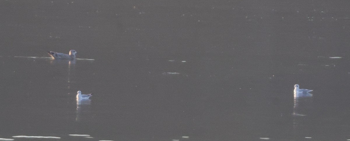 Bonaparte's Gull - ML645480300