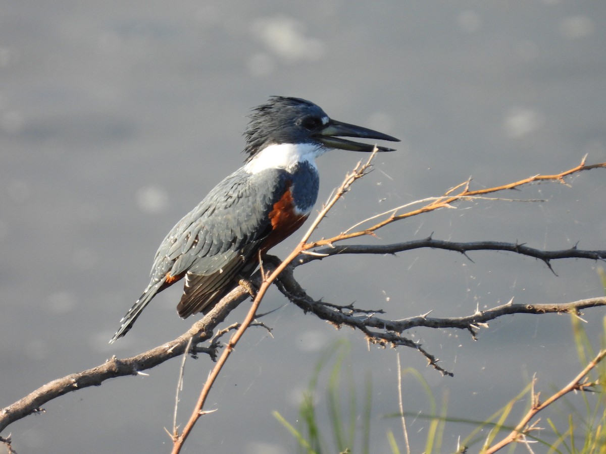 Ringed Kingfisher - ML645480301