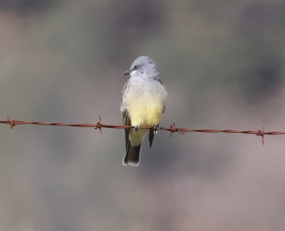 Cassin's Kingbird - ML645480302