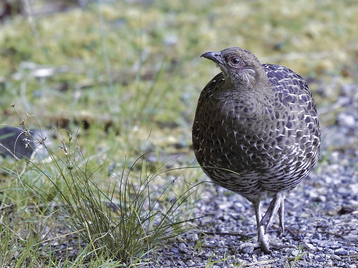 黑長尾雉 - ML645480303