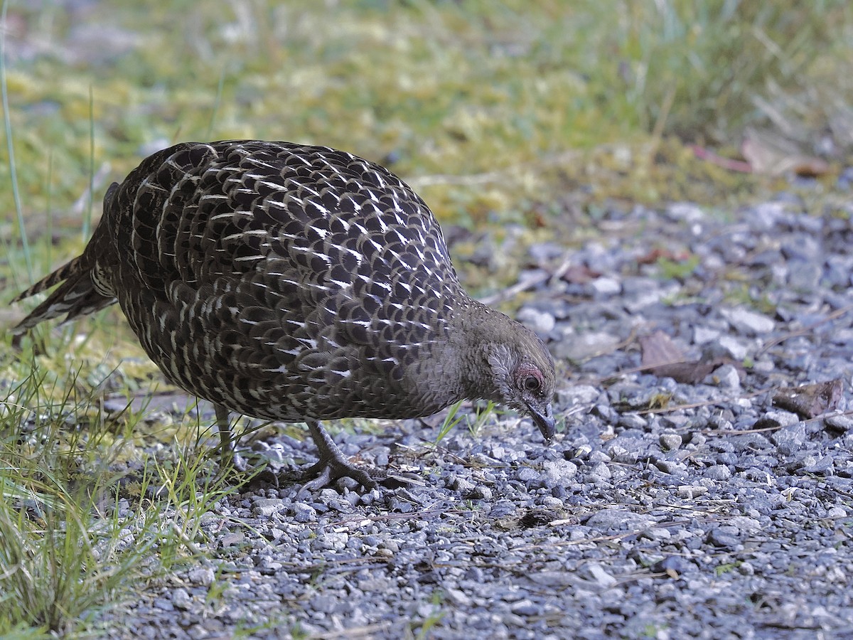 黑長尾雉 - ML645480304