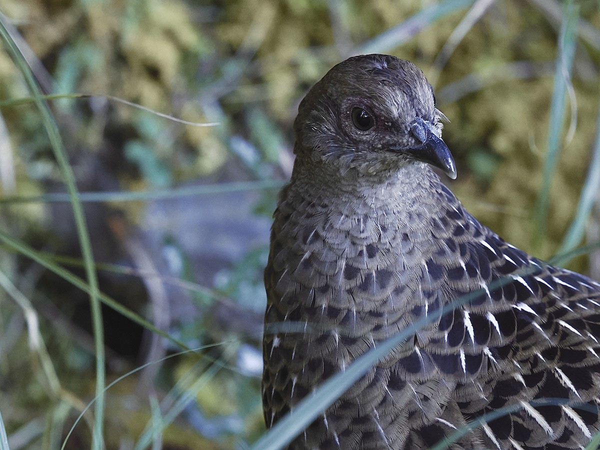 黑長尾雉 - ML645480305