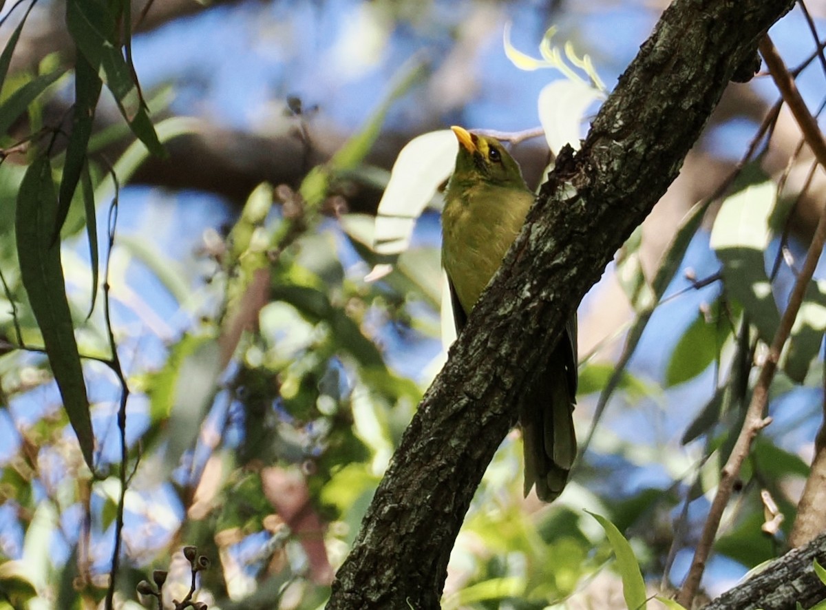 Bell Miner - ML645480306