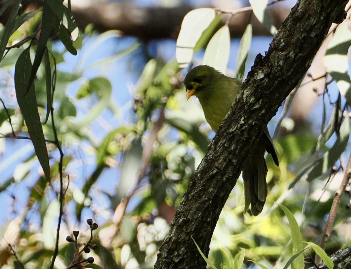 Bell Miner - ML645480307