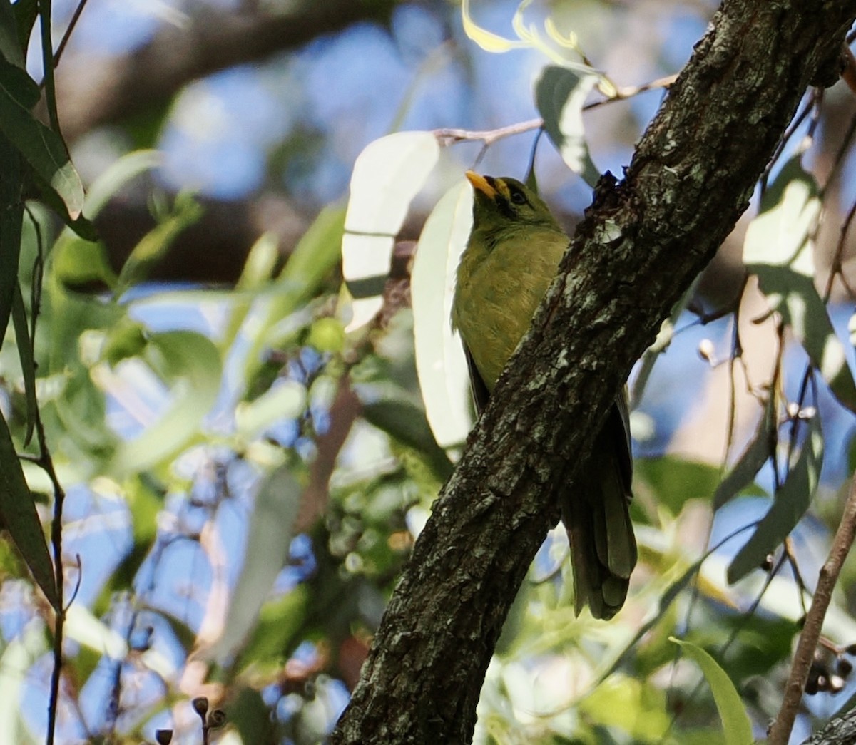 Bell Miner - ML645480308