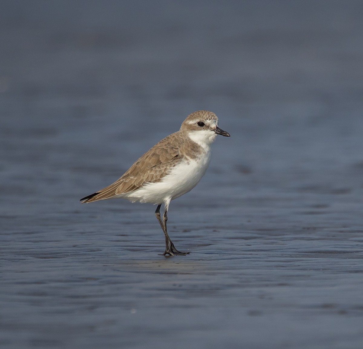 青藏鴴 - ML645480309