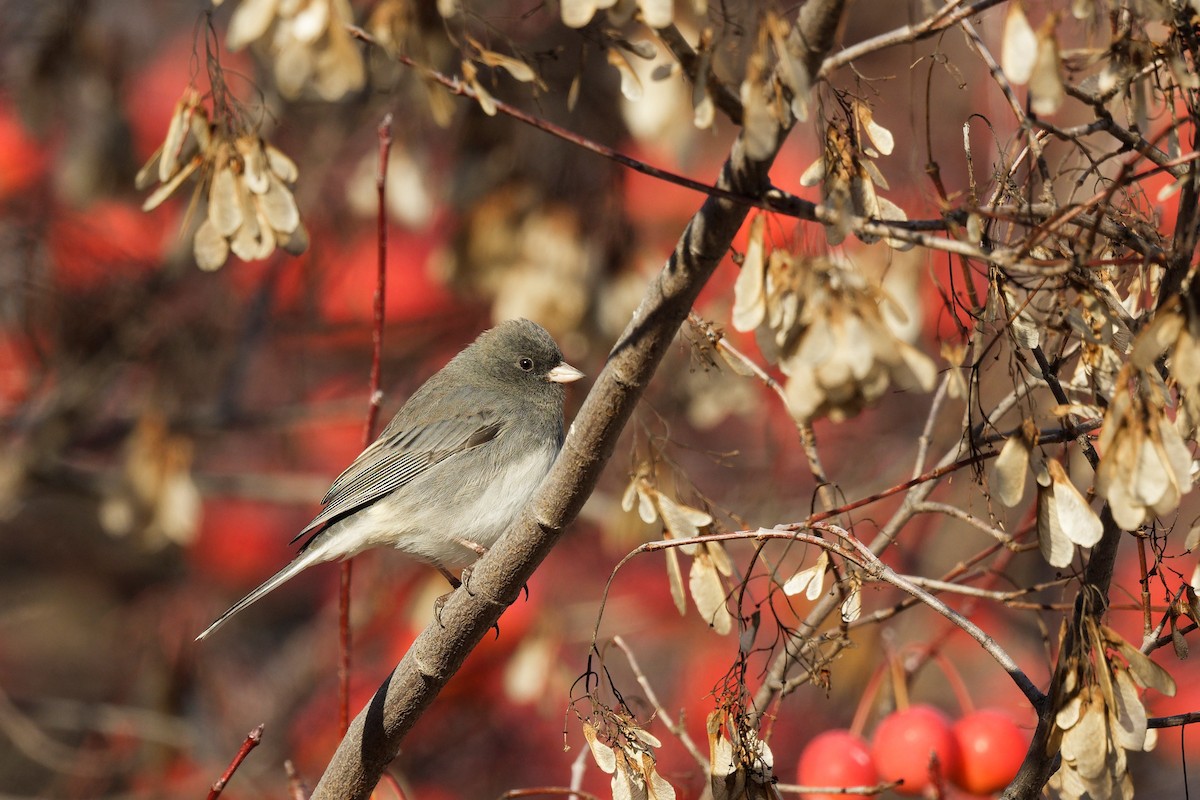 Dark-eyed Junco - ML645480310