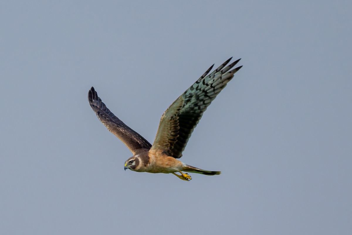 Pallid Harrier - ML645480311