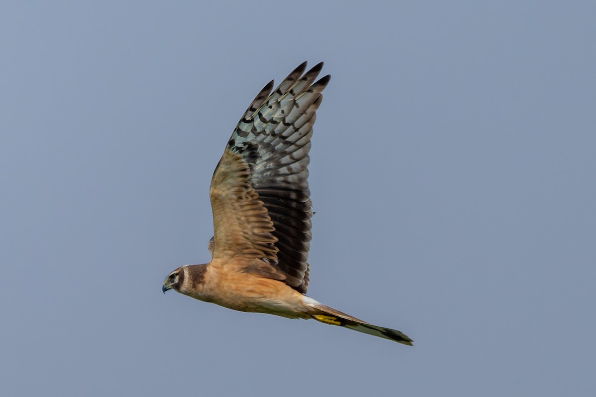 Pallid Harrier - ML645480312