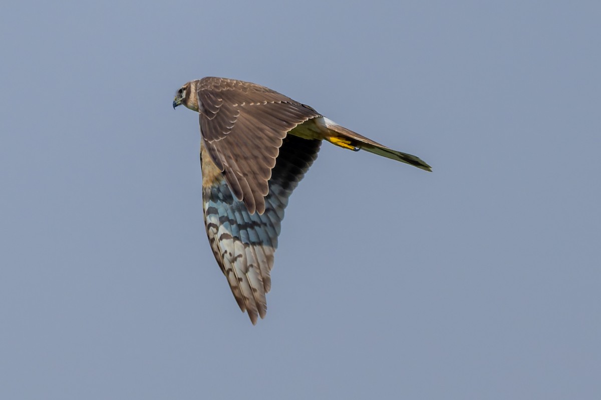 Pallid Harrier - ML645480313