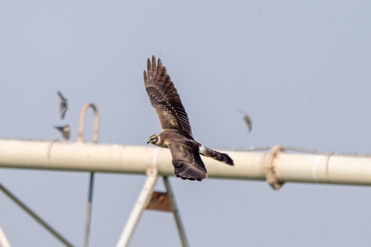 Pallid Harrier - ML645480314