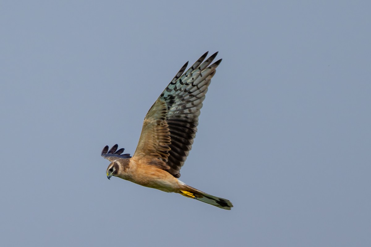Pallid Harrier - ML645480315