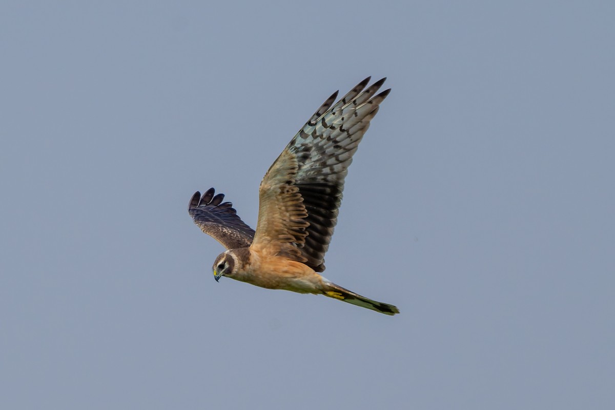 Pallid Harrier - ML645480316