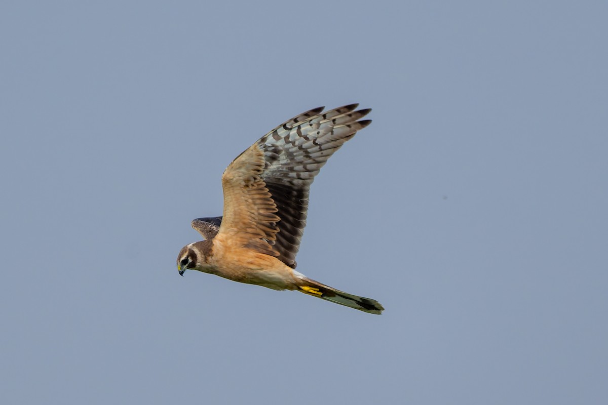 Pallid Harrier - ML645480317