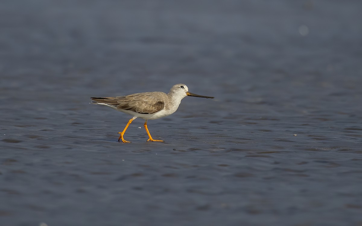 反嘴鷸 - ML645480319