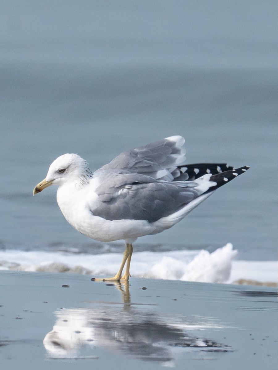 小黑背鷗(barabensis) - ML645480321