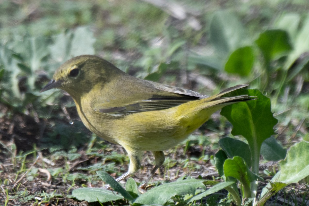 Orange-crowned Warbler - ML645480323