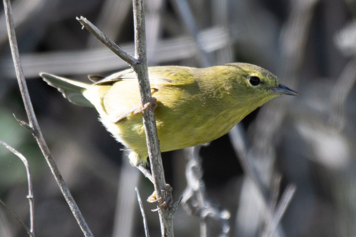 Orange-crowned Warbler - ML645480324