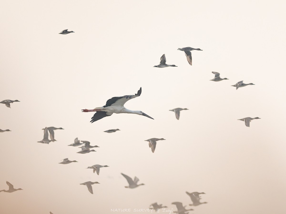 東方白鸛 - ML645480325