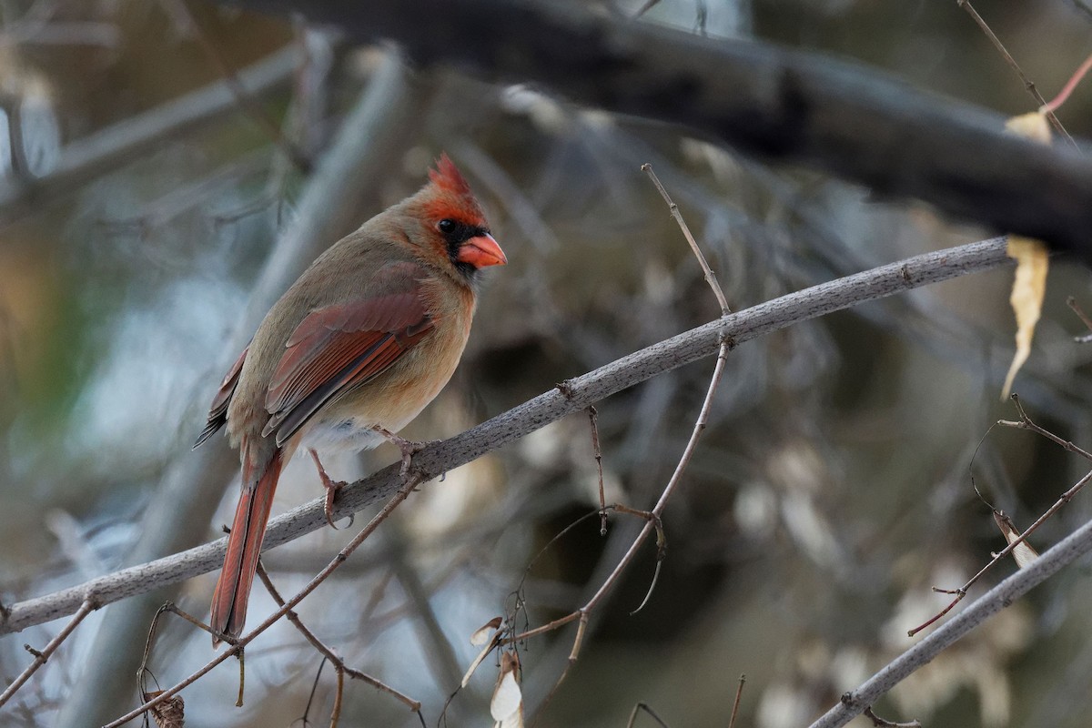 Northern Cardinal - ML645480326