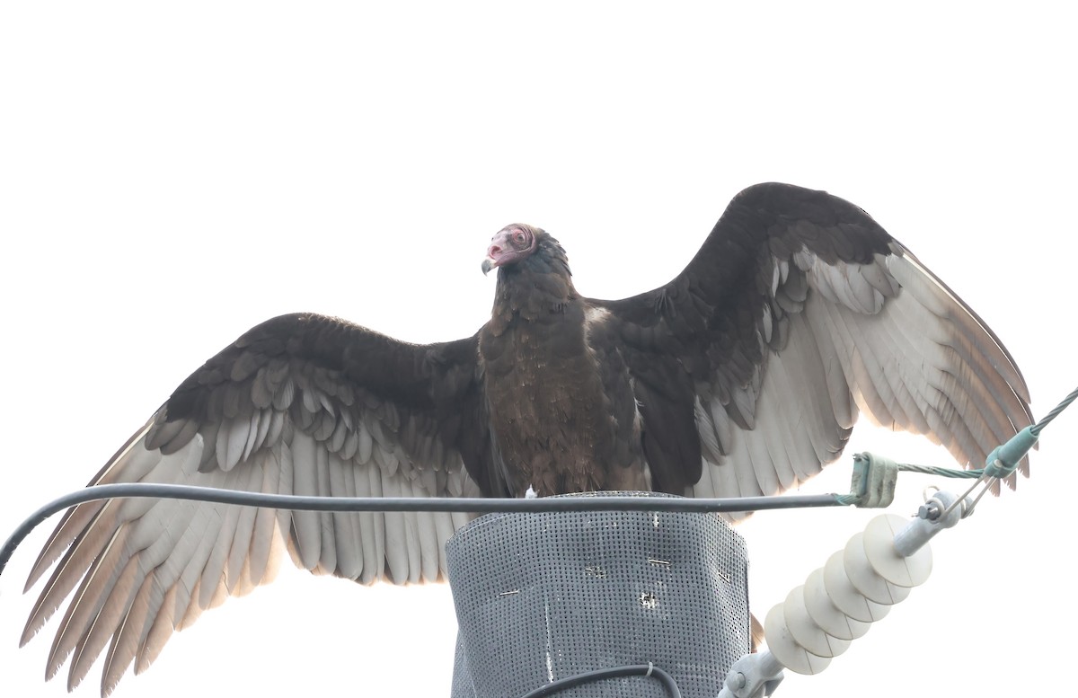 Turkey Vulture - ML645480327