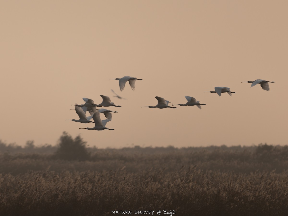 白琵鷺 - ML645480328