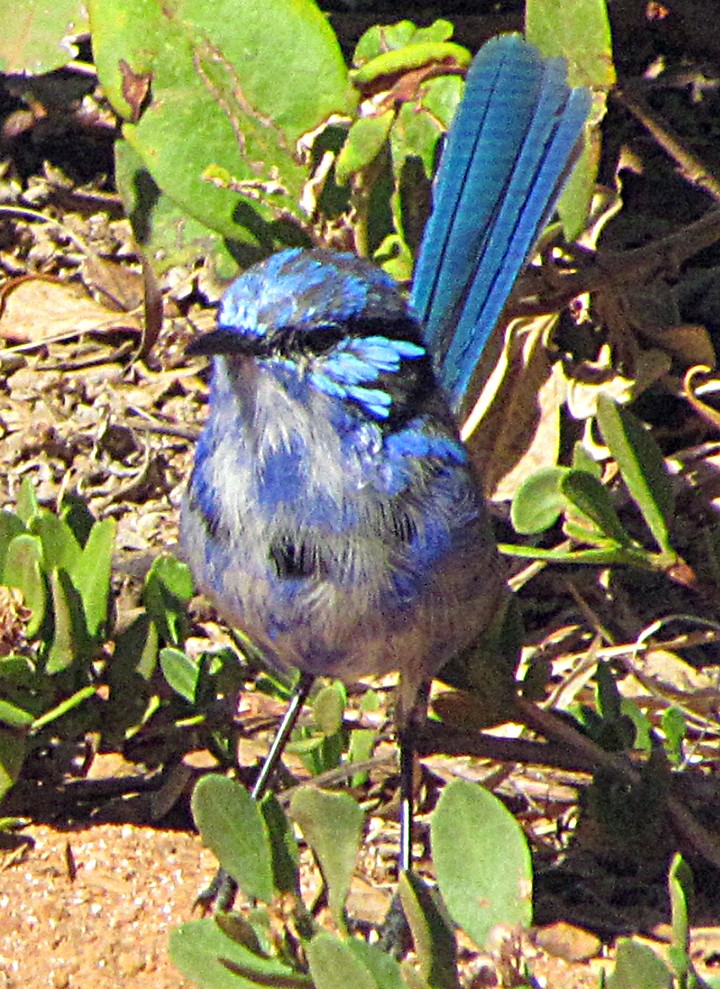 Splendid Fairywren - ML645480330