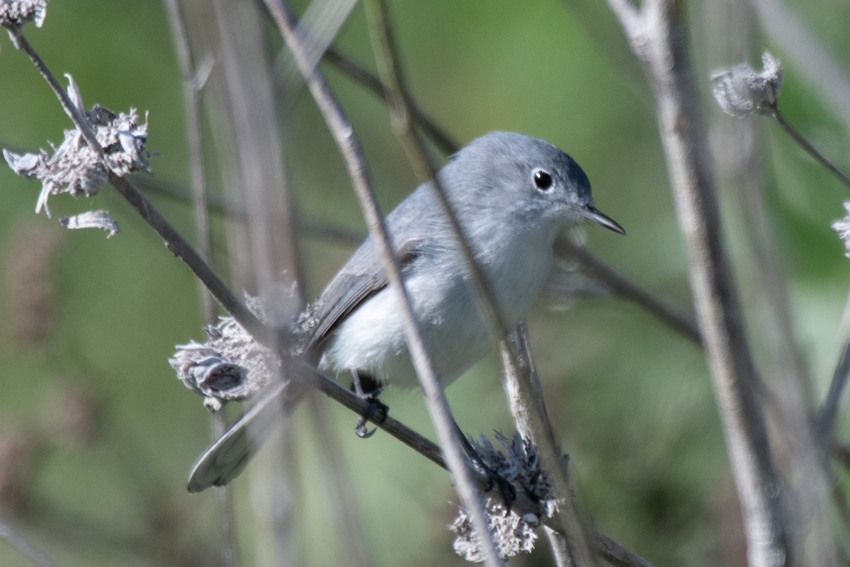 Голубая комароловка - ML645480331