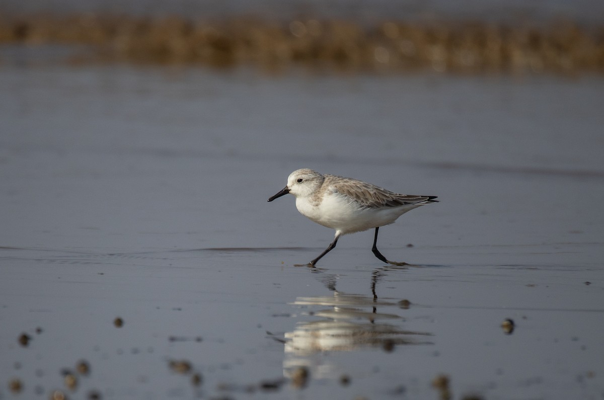 Piovanello tridattilo - ML645480332