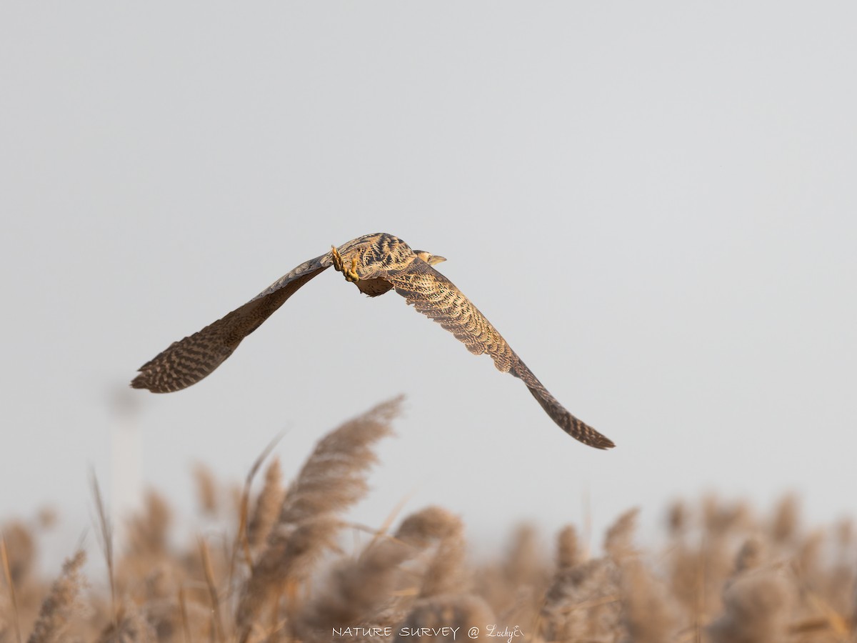 Eurasian Bittern - ML645480333