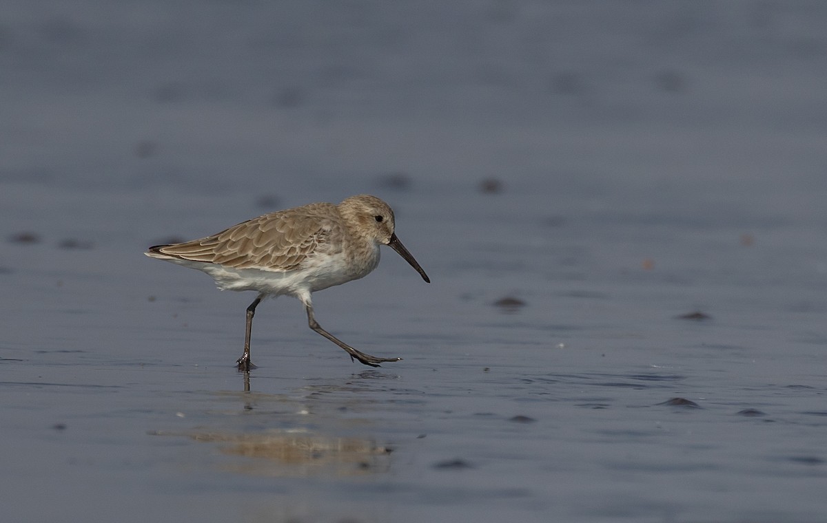 Piovanello pancianera - ML645480335