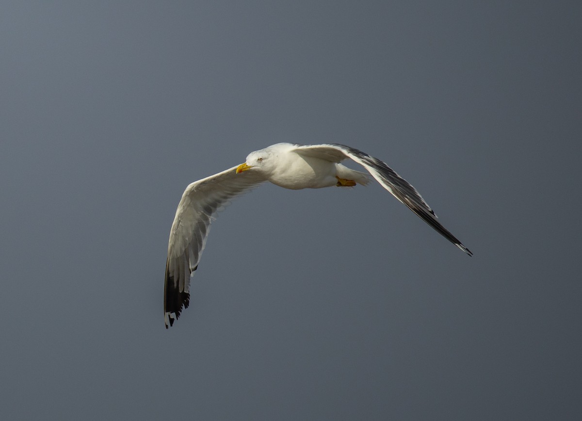 Zafferano - ML645480340