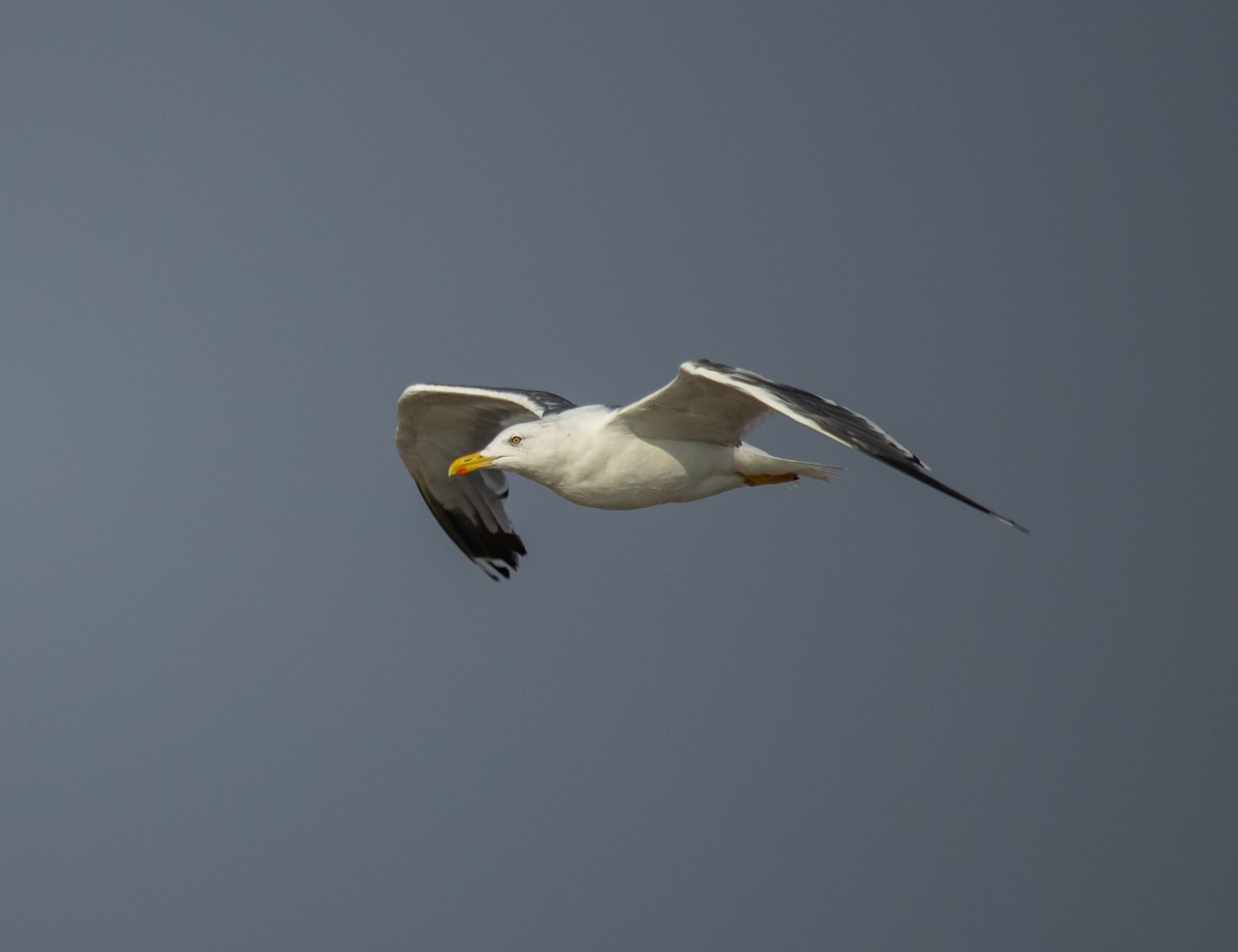 Zafferano - ML645480341