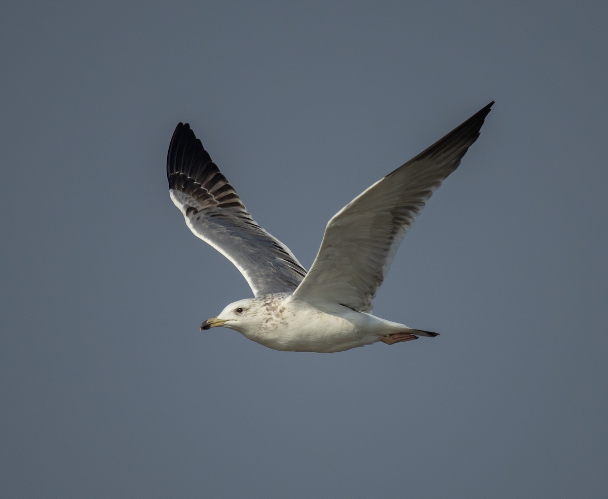 Zafferano - ML645480342