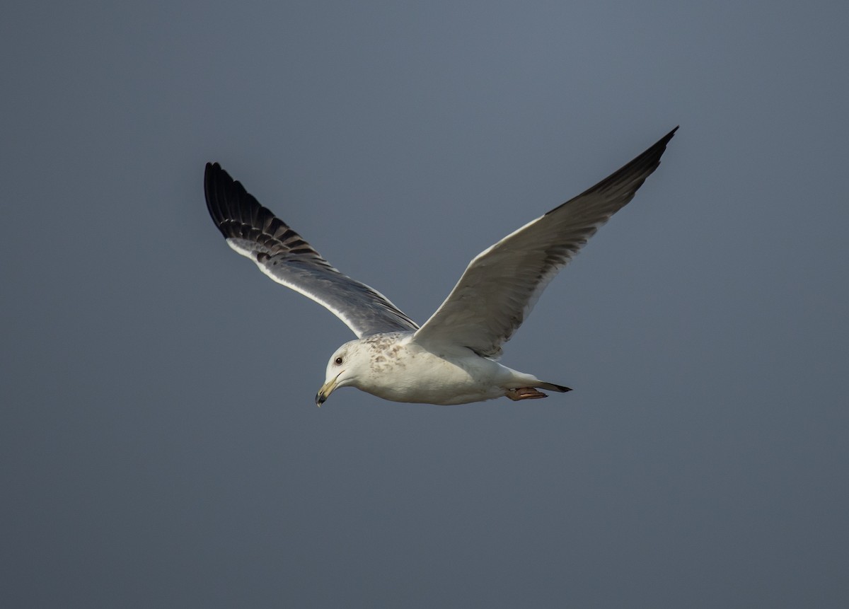 Zafferano - ML645480343