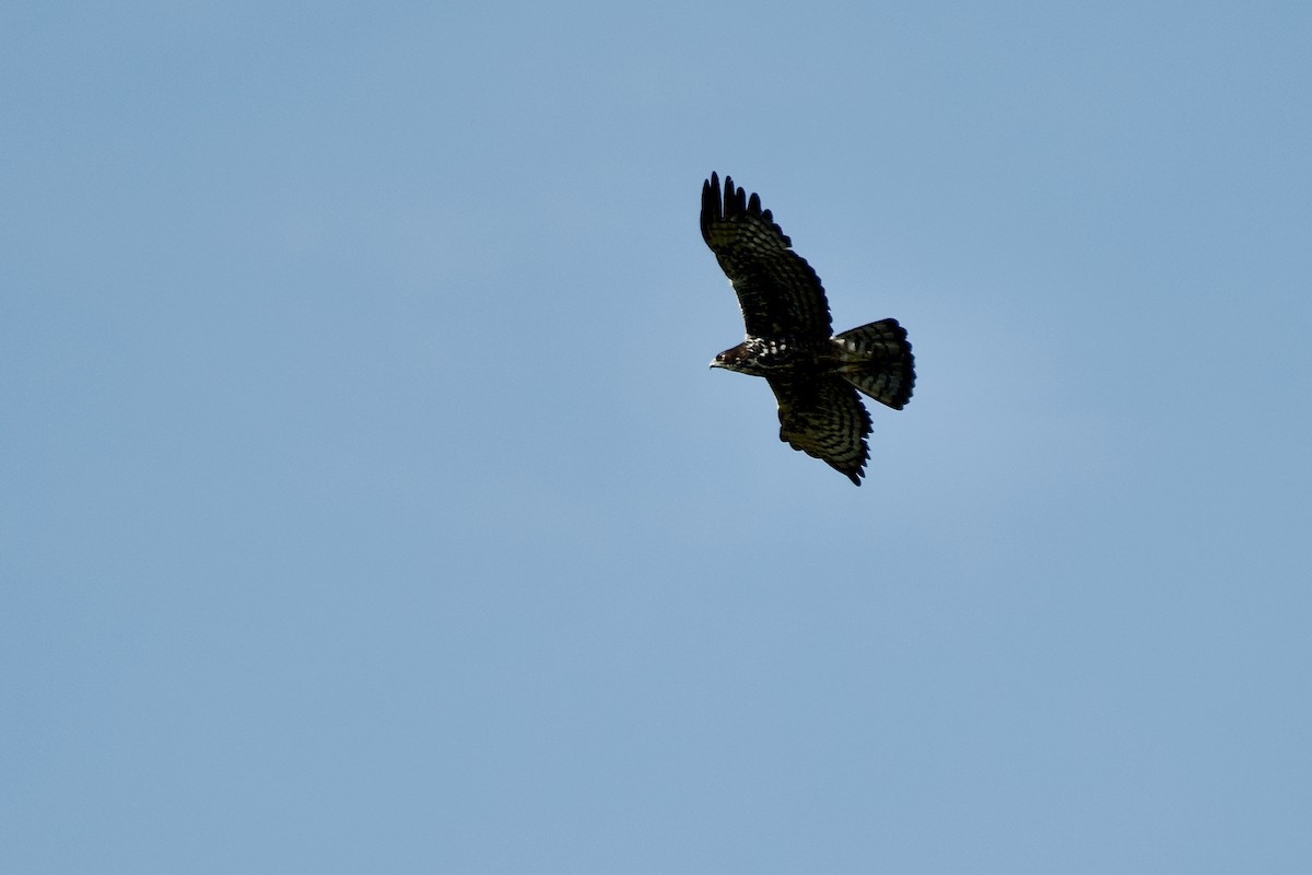 Ayres's Hawk-Eagle - ML645480344