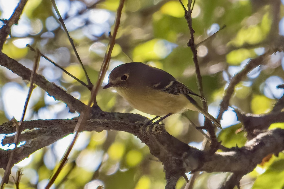 Hutton's Vireo - ML645480345