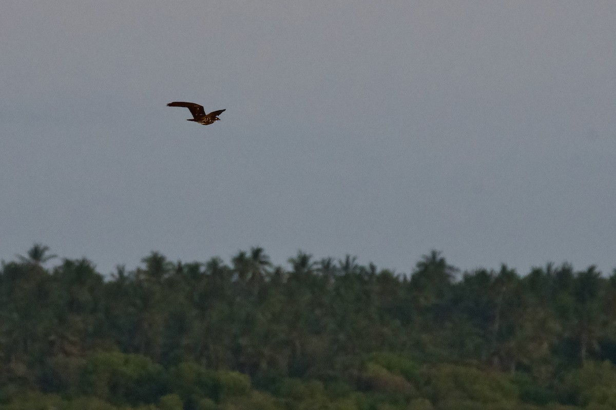 Bat Hawk - ML645480350