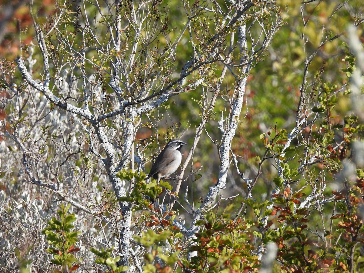 Black-throated Sparrow - ML645480354