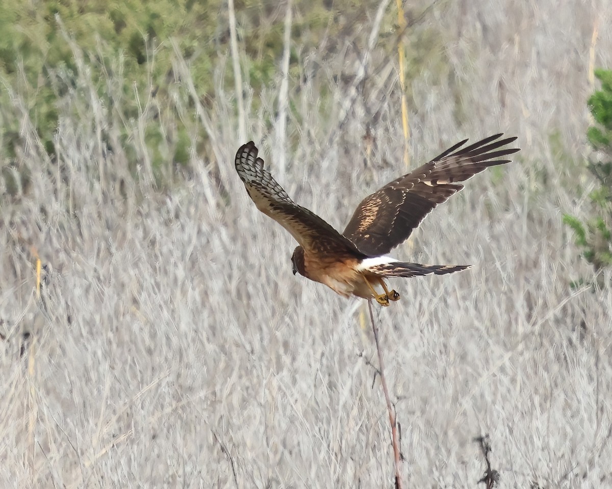 Лунь американський - ML645480355