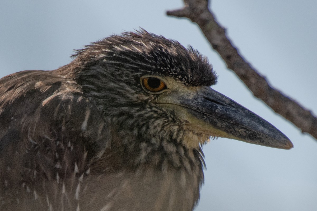 Yellow-crowned Night Heron - ML645480360