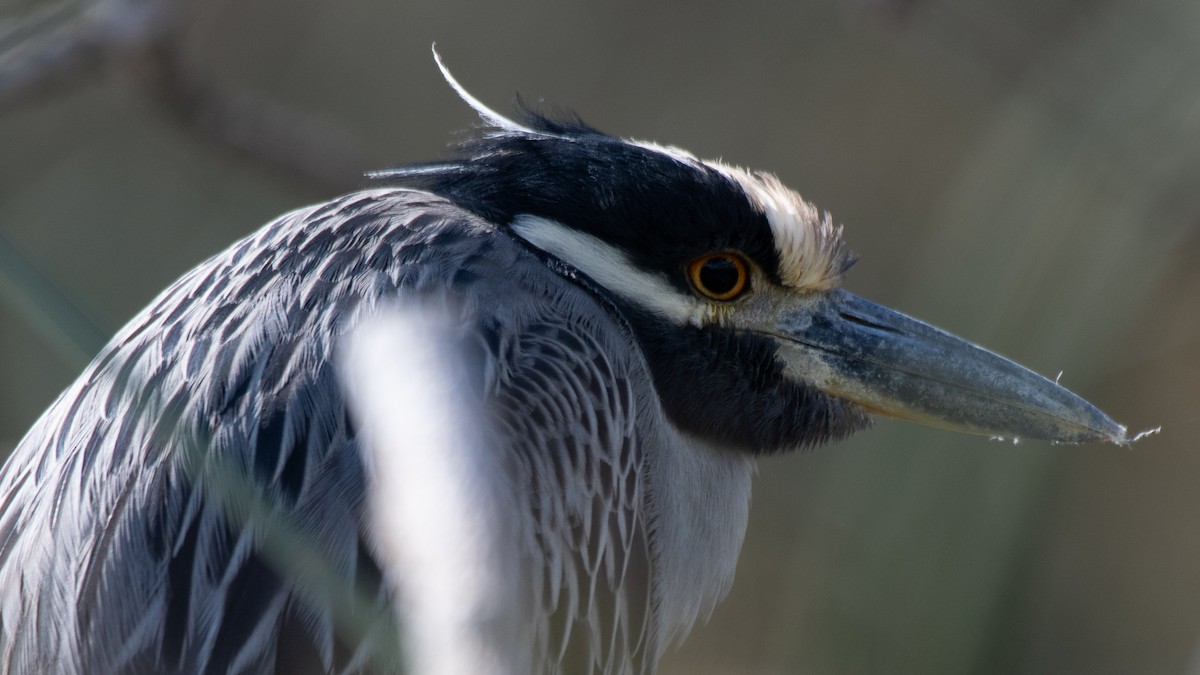 Yellow-crowned Night Heron - ML645480362