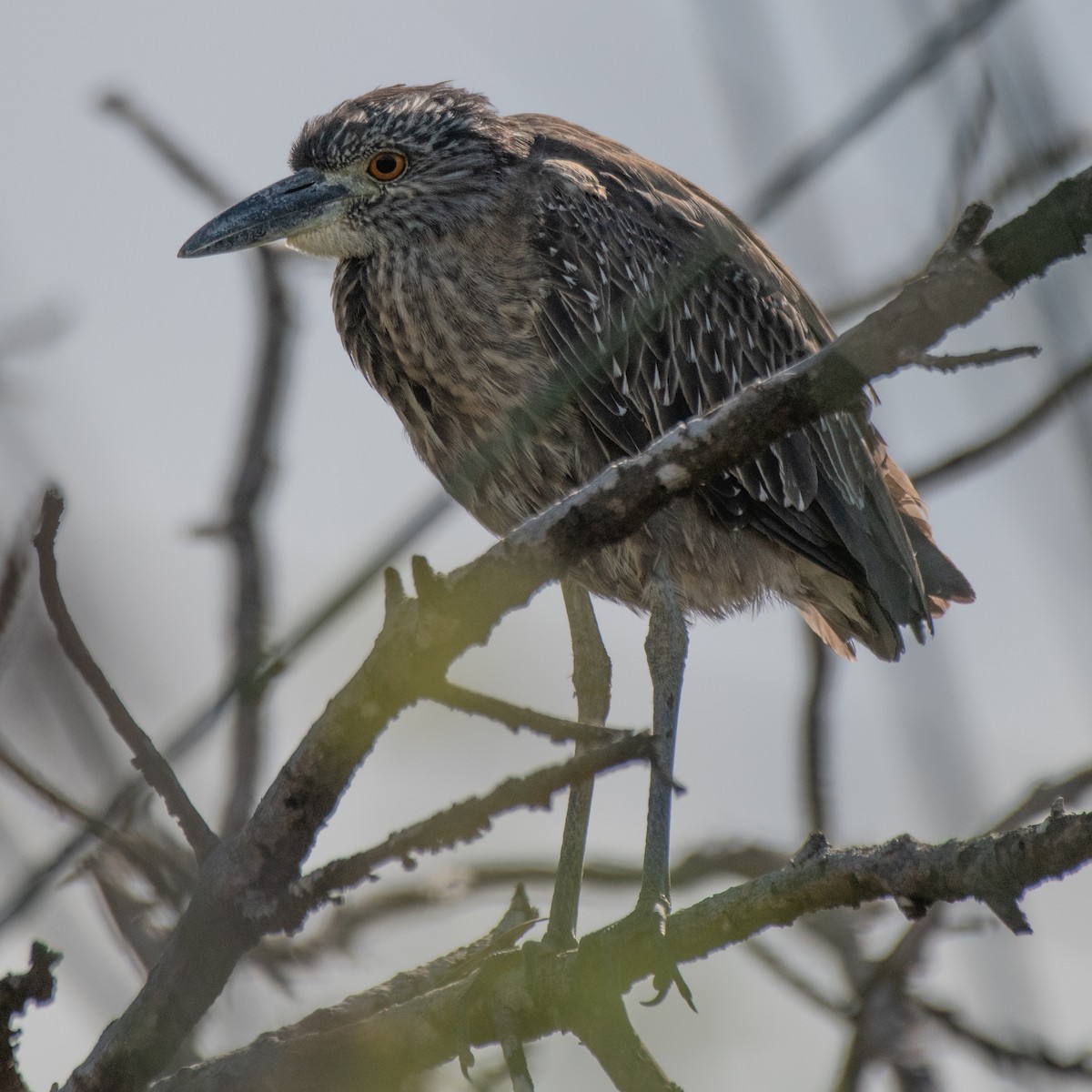 Yellow-crowned Night Heron - ML645480363