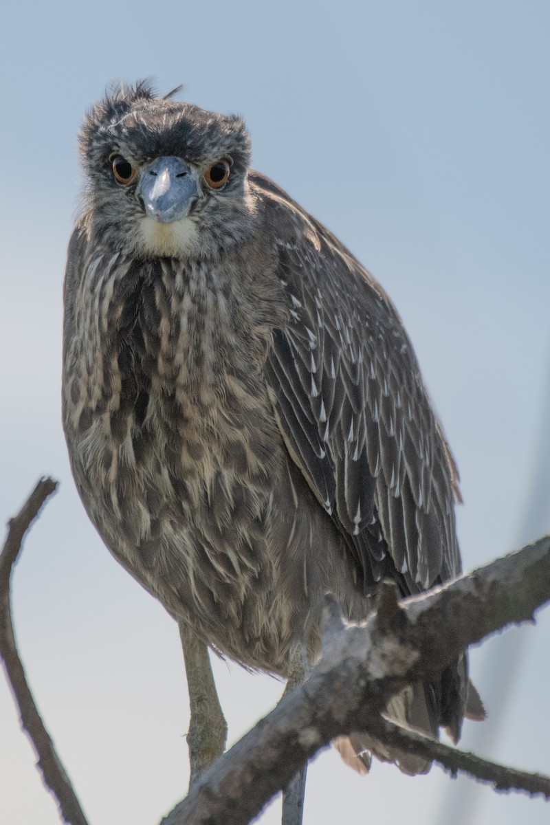 Yellow-crowned Night Heron - ML645480364