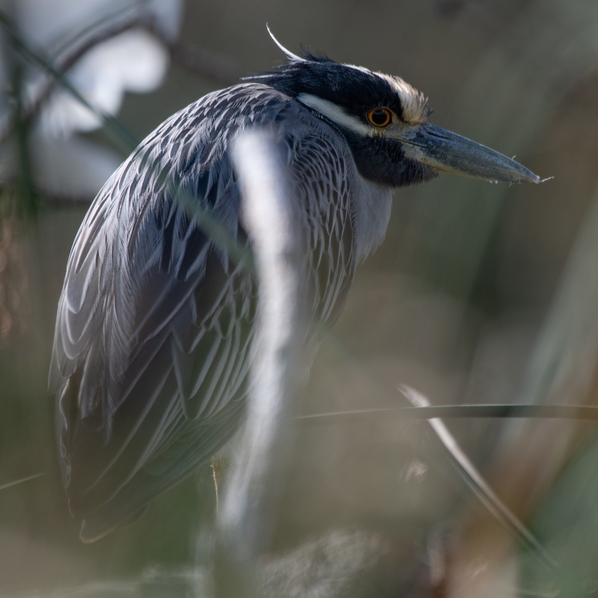 Yellow-crowned Night Heron - ML645480365