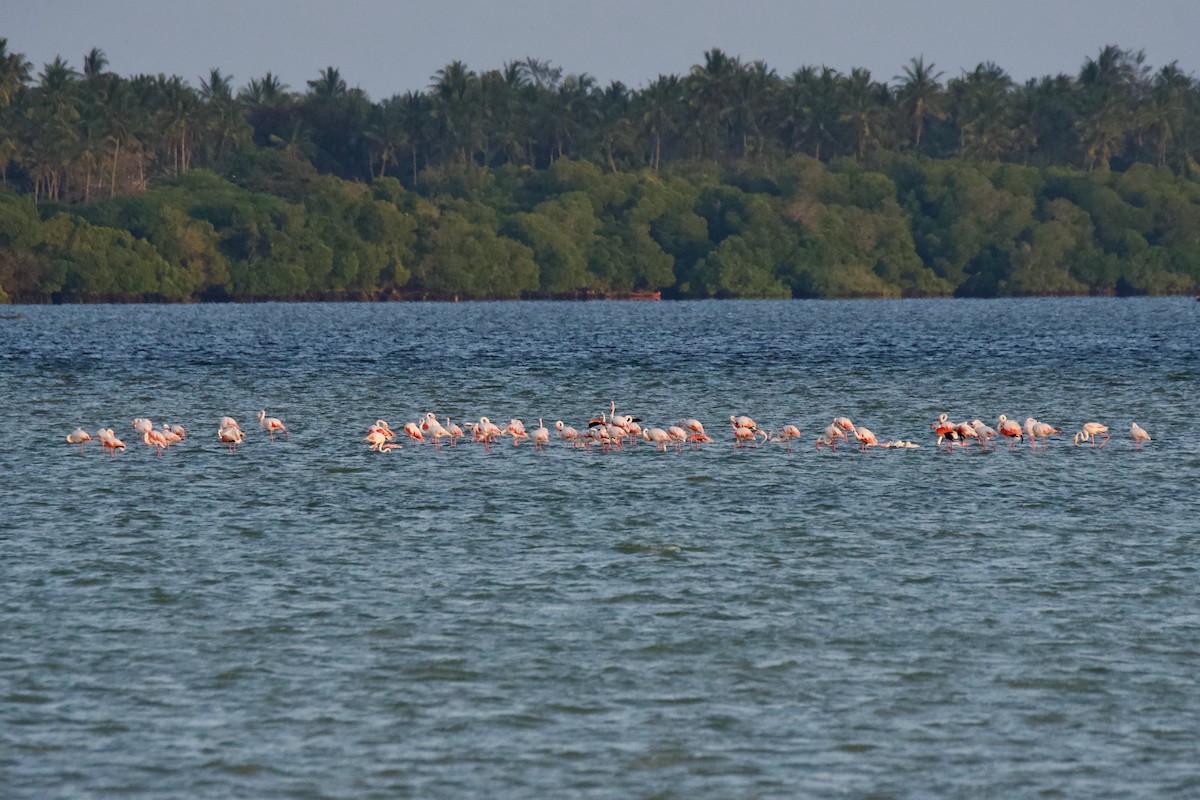 Greater Flamingo - ML645480367